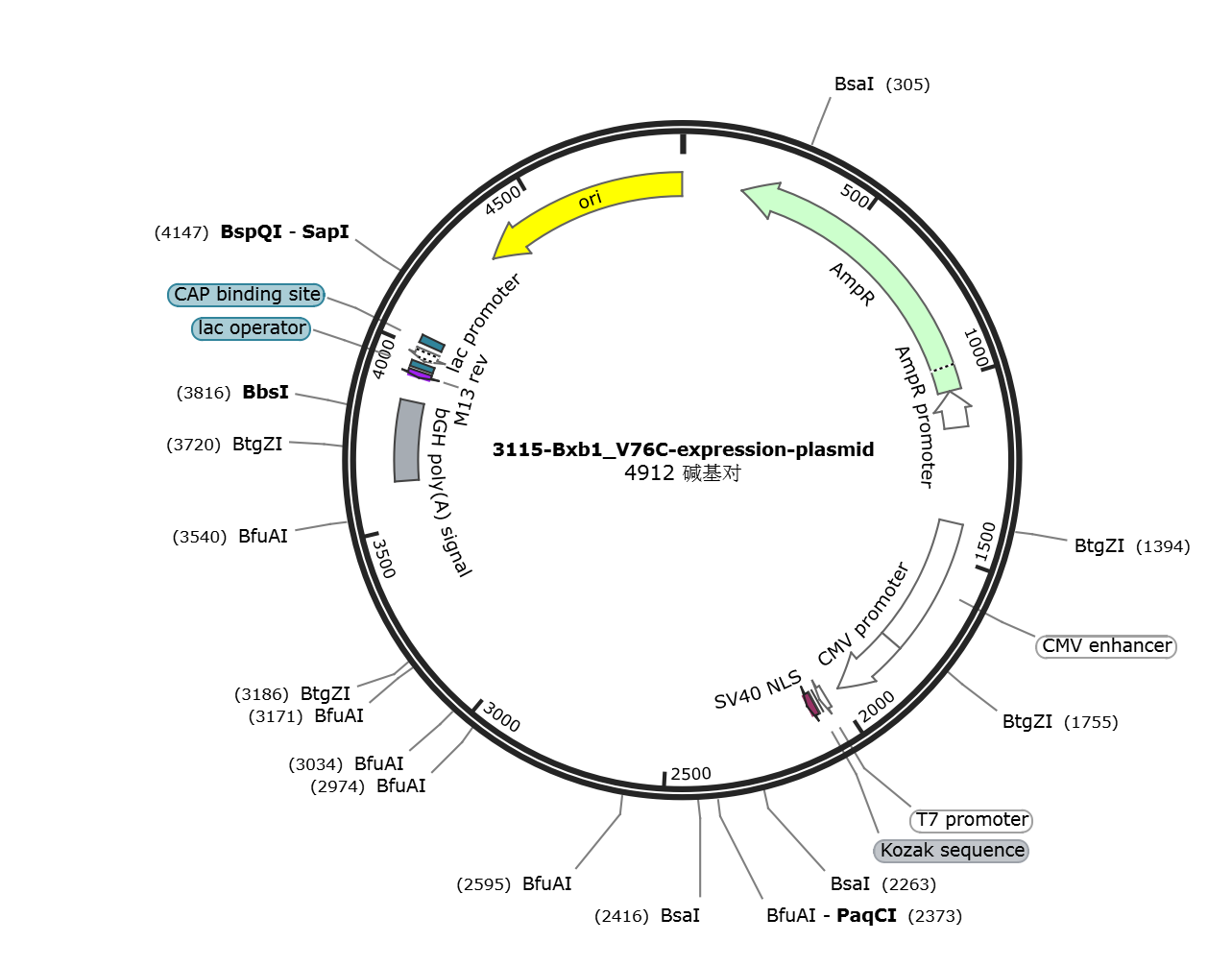 Bxb1_V76C expression plasmid载体图谱.png
